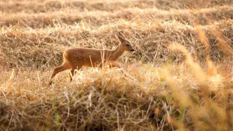 He is making a documentary on Mayenne wildlife