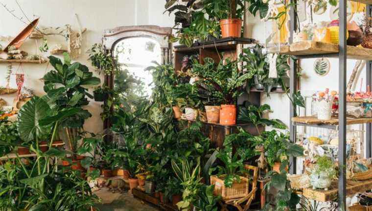 House plants in winter