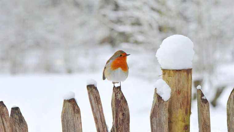 How to recognize the birds in our gardens?