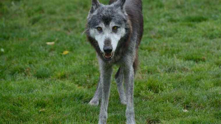 In Corrèze the prefecture does not exclude the responsibility of a wolf in the attack of sheep