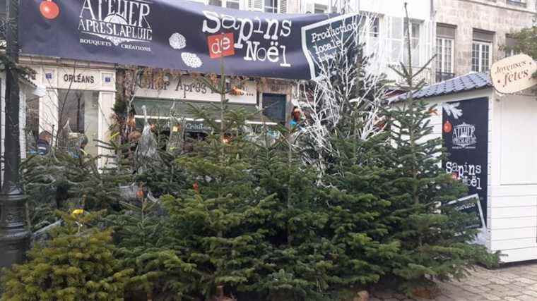 In Orléans, natural fir trees are popular