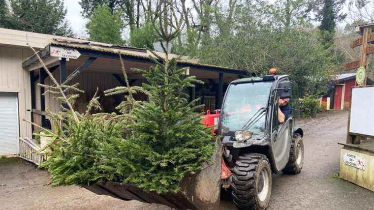 In Pont-Scorff, the animal park Les Terres de Nataé collects Christmas trees for the animals