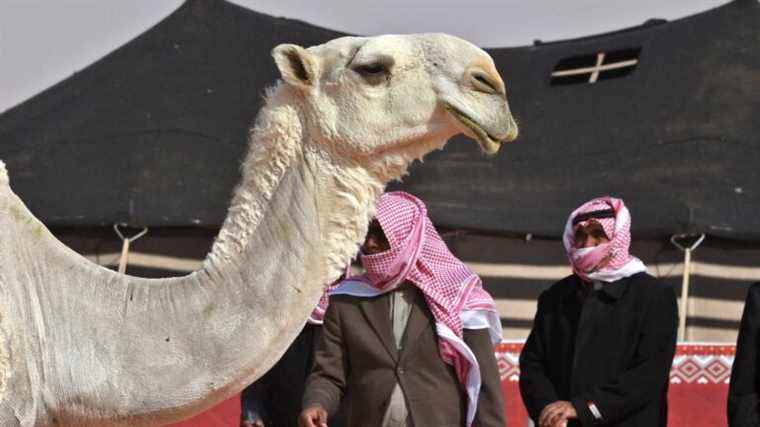 In Saudi Arabia, botoxed camels in beauty pageant cause scandal