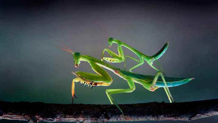 In the praying mantis, the male’s life is risky but not always