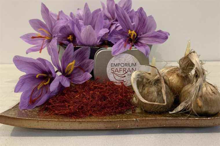 Little luxuries with a local flavor |  Saffron, Quebec’s red gold