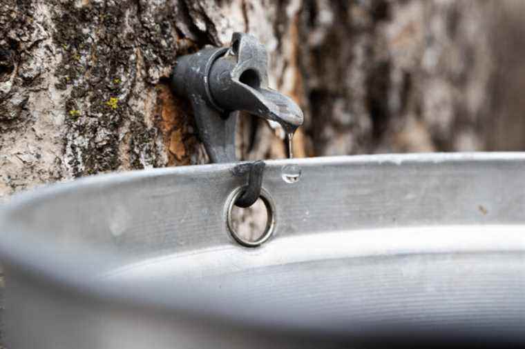 Maple syrup production down in Canada