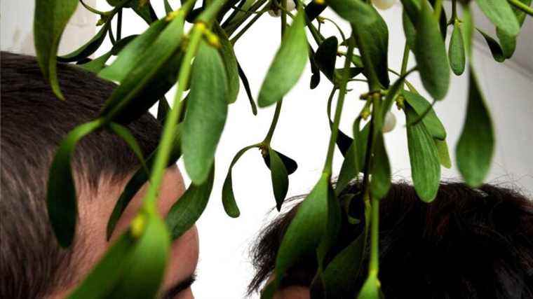 Mistletoe is the delight of lovers but also the misfortune of trees …