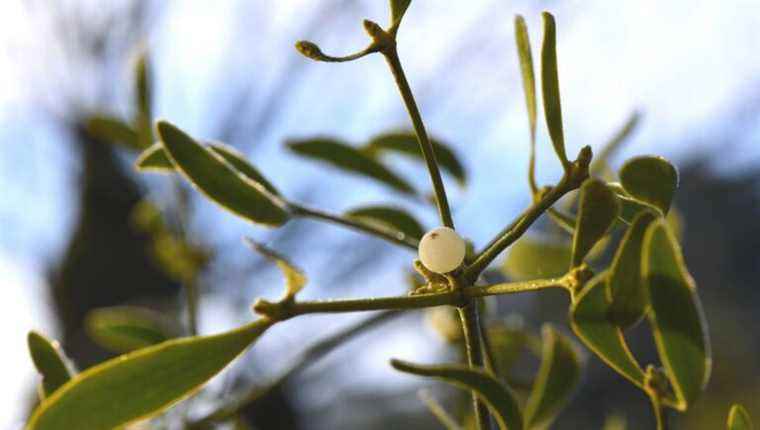 Mistletoe, this parasite that can wish us good