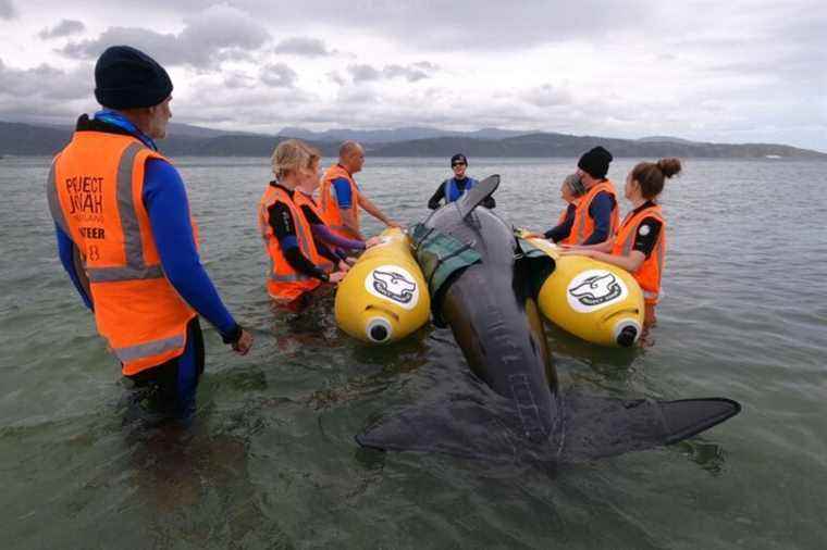 New Zealand |  An army of volunteers trains to rescue cetaceans