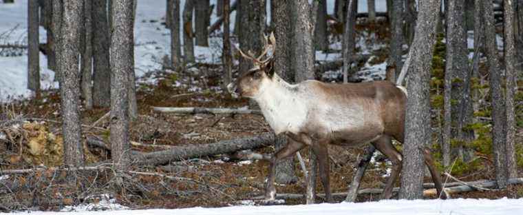 Ottawa called for the help of Quebec caribou