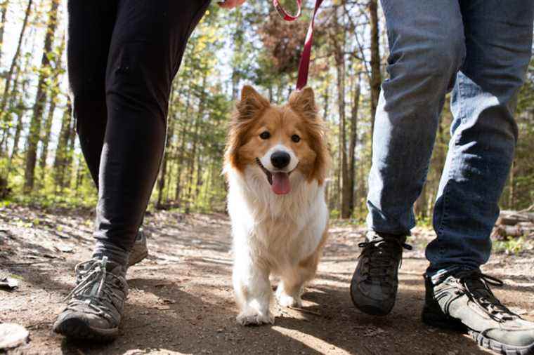 Pandemic |  Dogs help with mental health