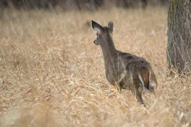 Parc Michel-Chartrand de Longueuil |  Anne-France Goldwater wants to curb the “massacre” of deer