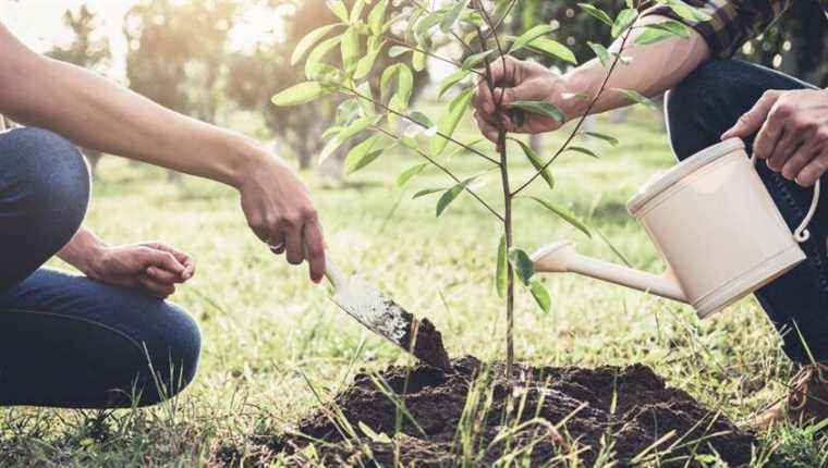 Plant trees (even when it’s chilly)