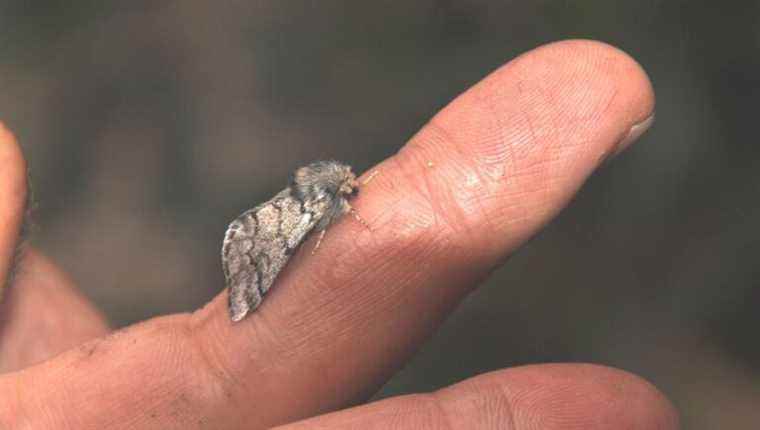 Processionary caterpillars in winter