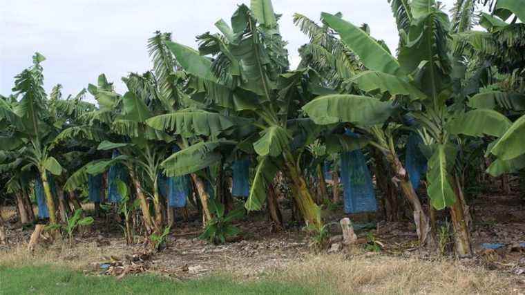 Recognition of prostate cancer as an occupational disease for West Indian farmers