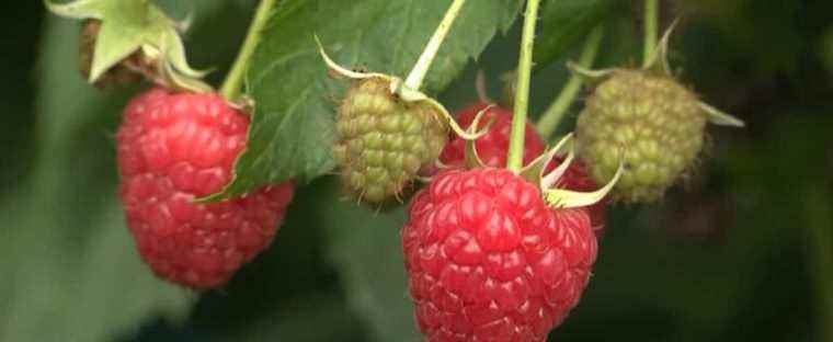 Rethinking the raspberry culture