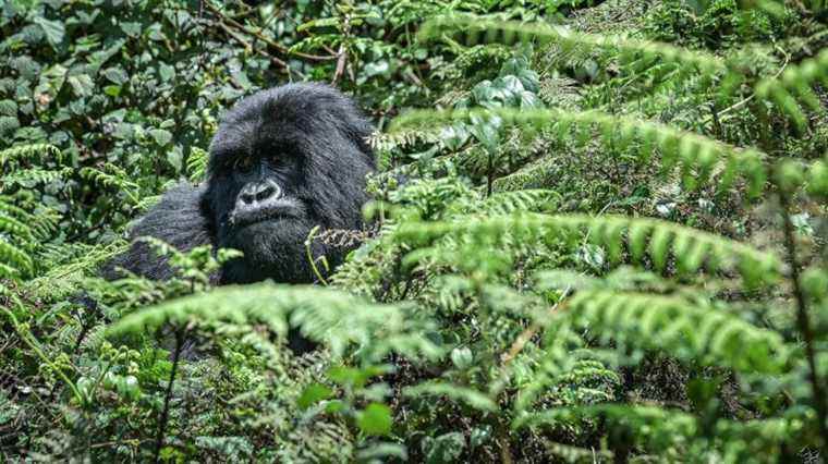 Rwanda wants to expand the habitat of mountain gorillas that have become too numerous