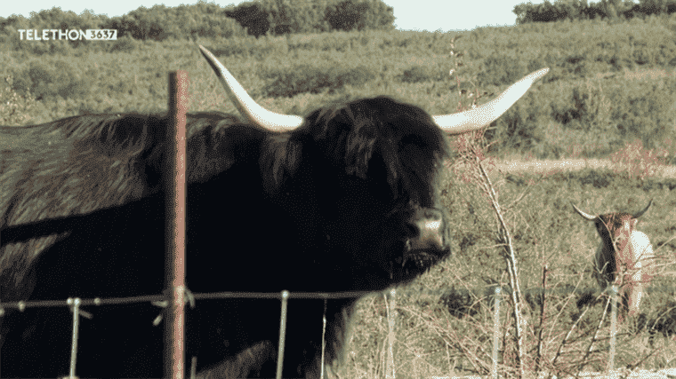 Scottish cows graze the scrubland