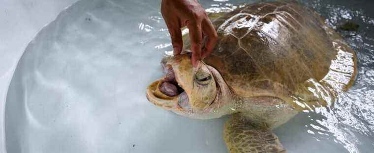 Sea turtles have returned to Thailand’s beaches since the pandemic