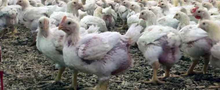 Shortage of chicken catchers: 100,000 birds per day soon to be euthanized?