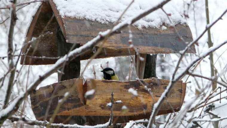 Should we (really) feed the birds?