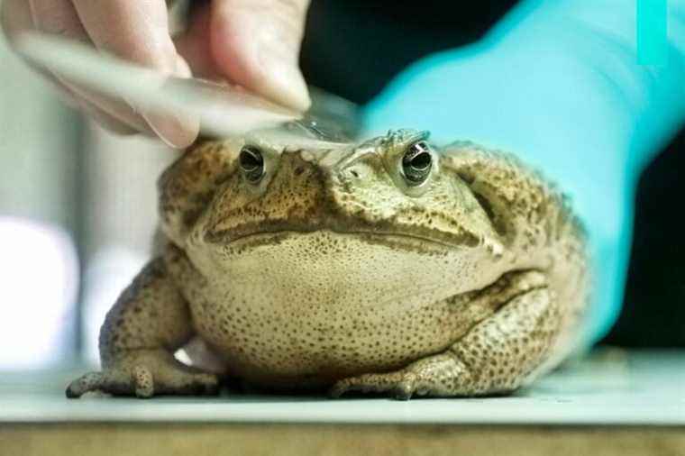 Taiwan rushes to stem bullock toad invasion