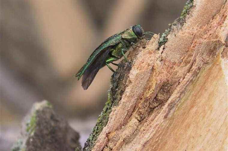 The borer would have stopped its progression in Canada