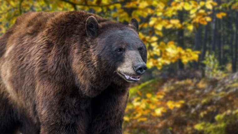 “The danger of the bear is very largely overestimated”, estimates the Ferus association