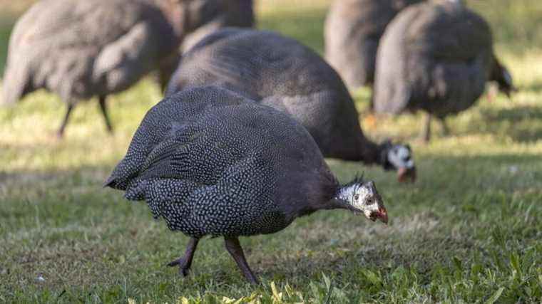 The guinea fowl, the star poultry of Christmas meals, lays the hardest eggs in the world