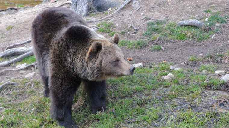 The number of animals attacked by bears has fallen in the Pyrenees according to the prefecture