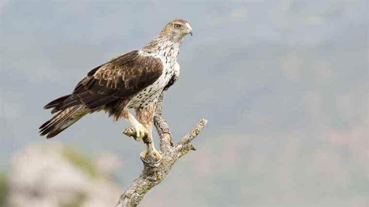 The raptors of Ardèche, the first identification guide for the general public.