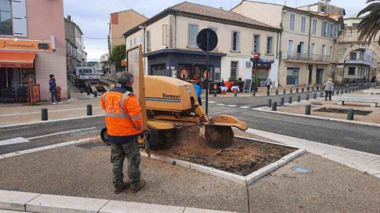 The two palm trees of Place Montcalm in Nîmes reduced to dust