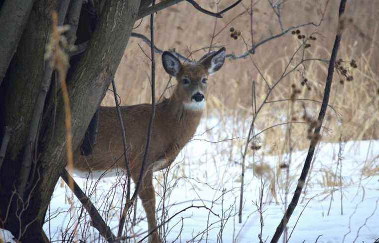 There are 250 white-tailed deer too many in Parc national des Îles-de-Boucherville