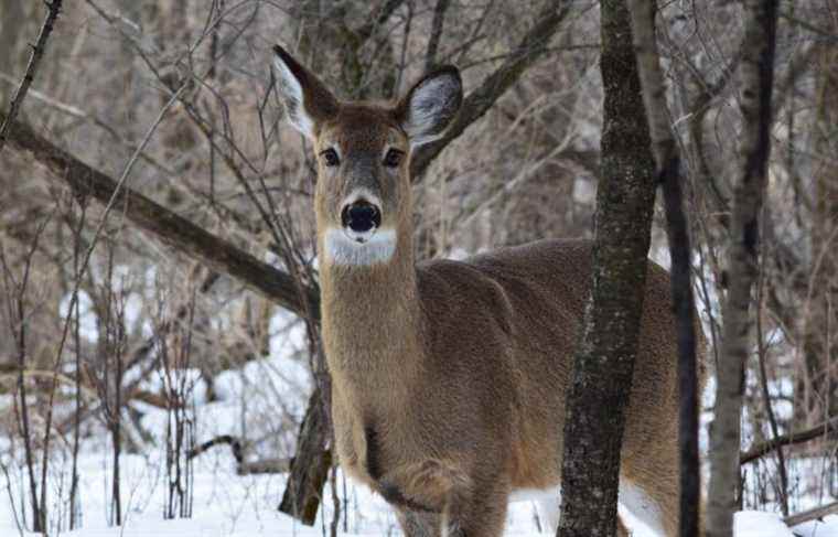 Three cases of COVID-19 in wild deer in the Eastern Townships