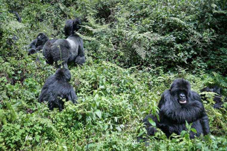 Too many gorillas?  In Rwanda, the great apes cramped