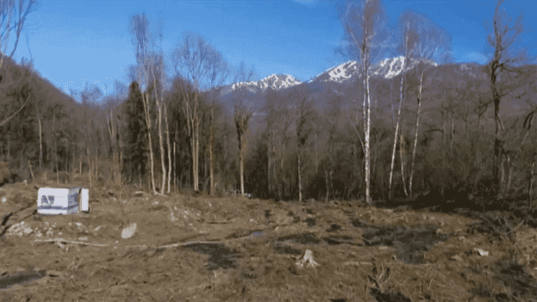 Trial of Spanish lumberjack accused of theft of hundreds of trees begins