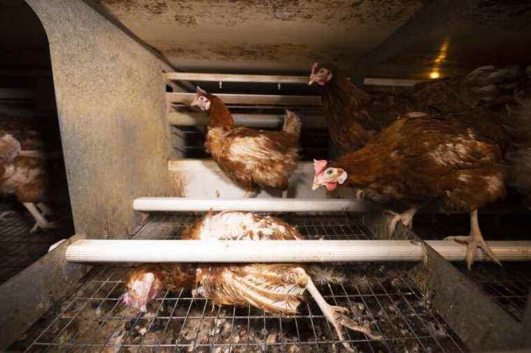 VIDEO.  L214 denounces the living conditions of laying hens on a Pampr’oeuf company in Deux-Sèvres