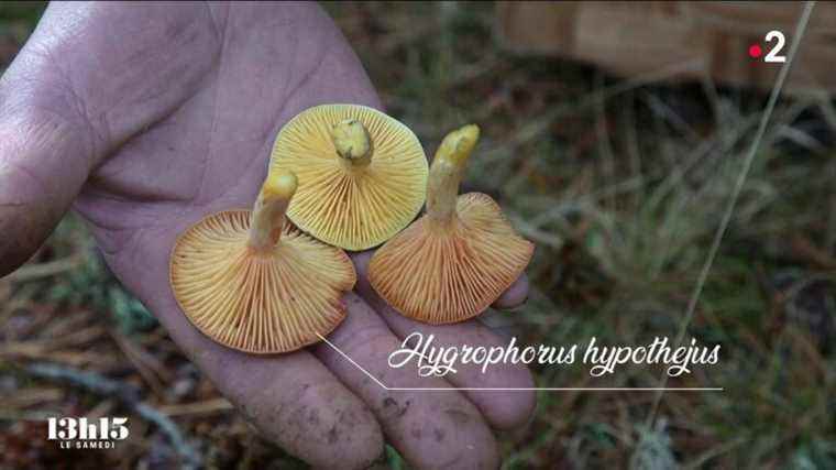 VIDEO.  Picking mushrooms with a professional mycologist who provides a triple star table