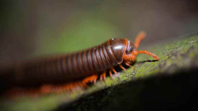 World’s first “true centipede” discovered in Australia, 60 meters underground