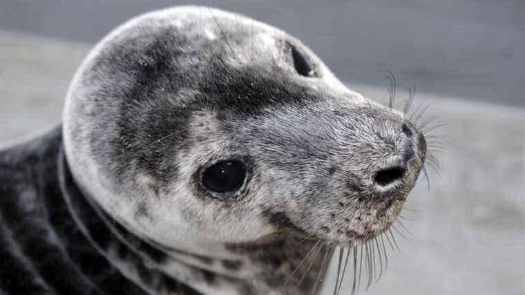 a baby seal rescued on the beach