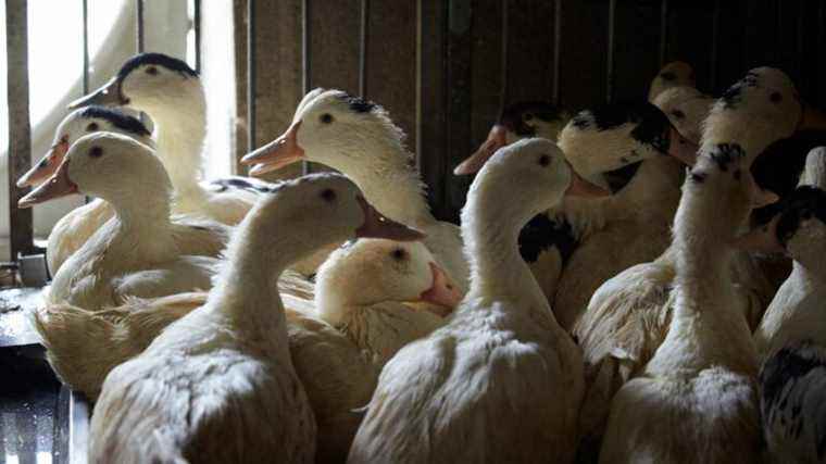 a first outbreak detected in a farm in Landes