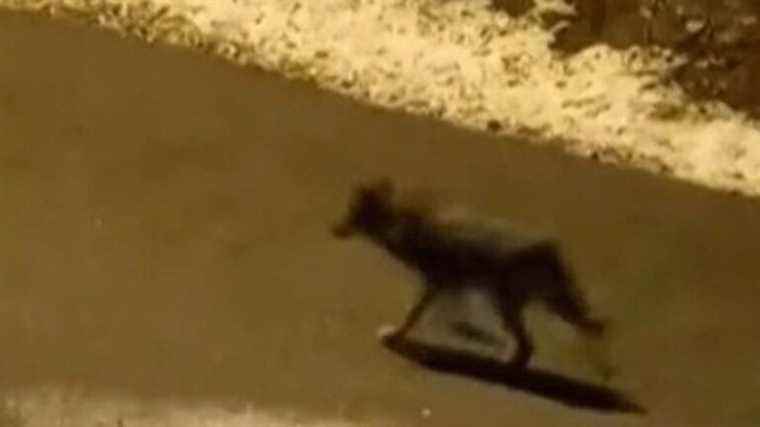 a pack of wolves spotted in the middle of the street in Modane