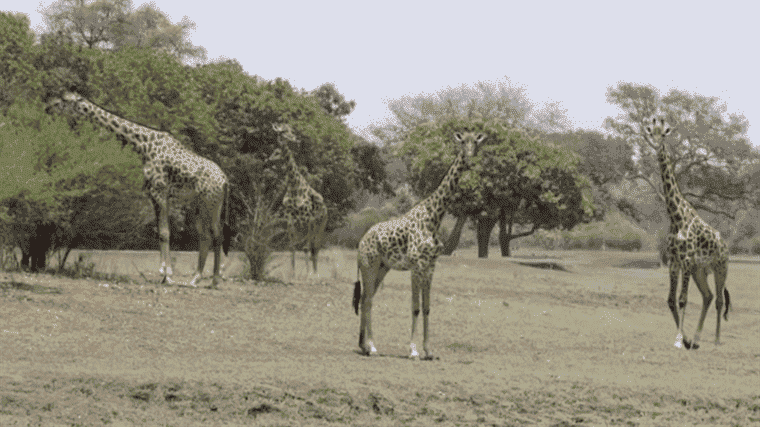 a walking safari, as close as possible to wild animals