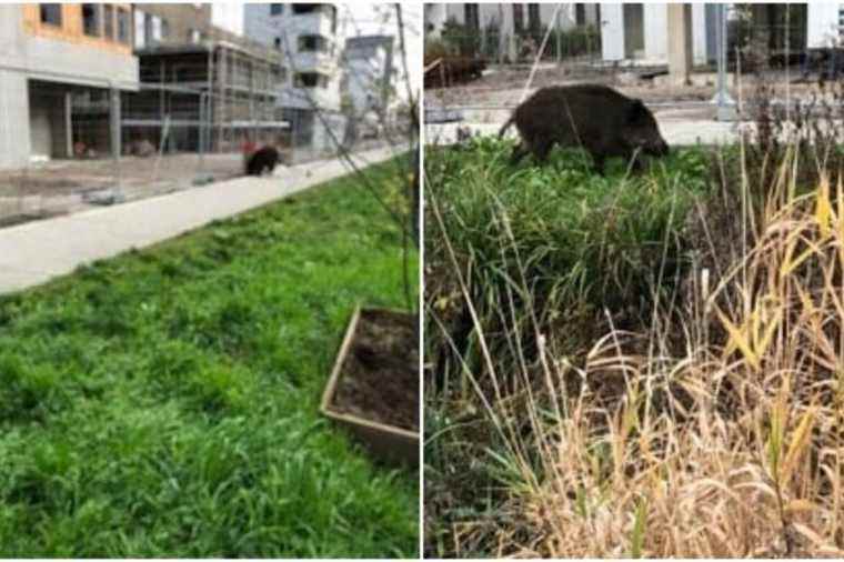 a wild boar in the middle of the Neudorf district, the SPA prevents hunters from killing him