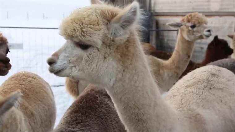 alpacas and large lakes, the treasures of the Bavarian mountains