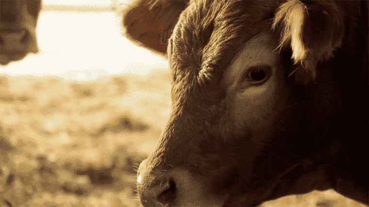 deserts of veterinarians in France