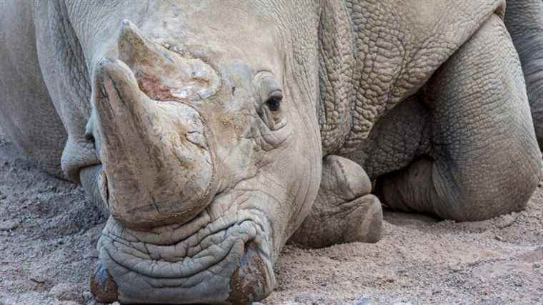 dismissal after four years of investigation into the theft of the horn of a rhino shot in the zoo