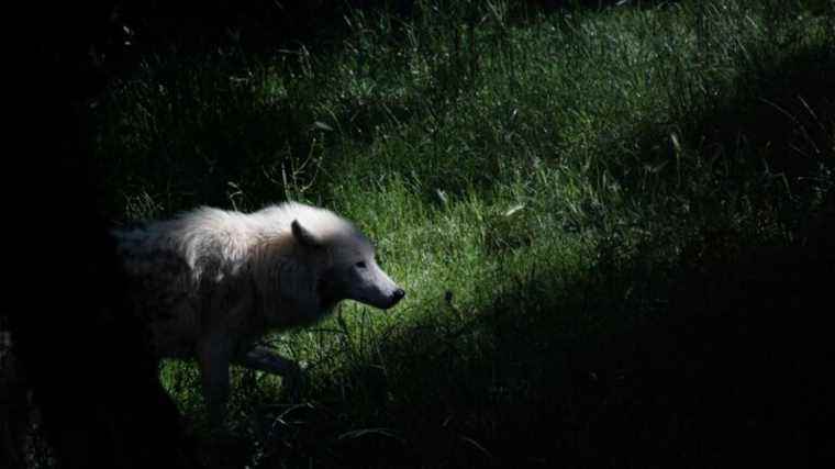 first sightings of a wolf in over a century