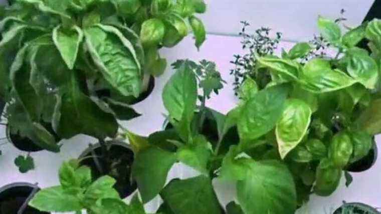 gardening in an apartment appeals to many French people