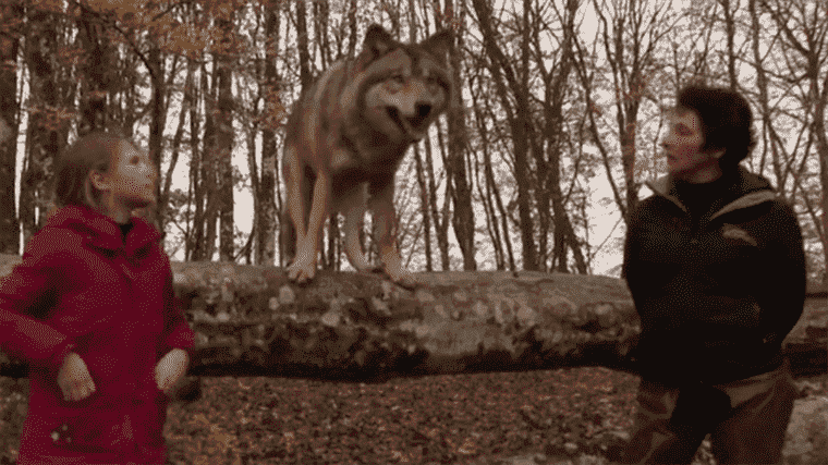 growing up with wolves, behind the scenes of “Mystery”